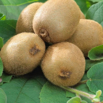 Kiwi Autofertil 35cm in Ghiveci 3l