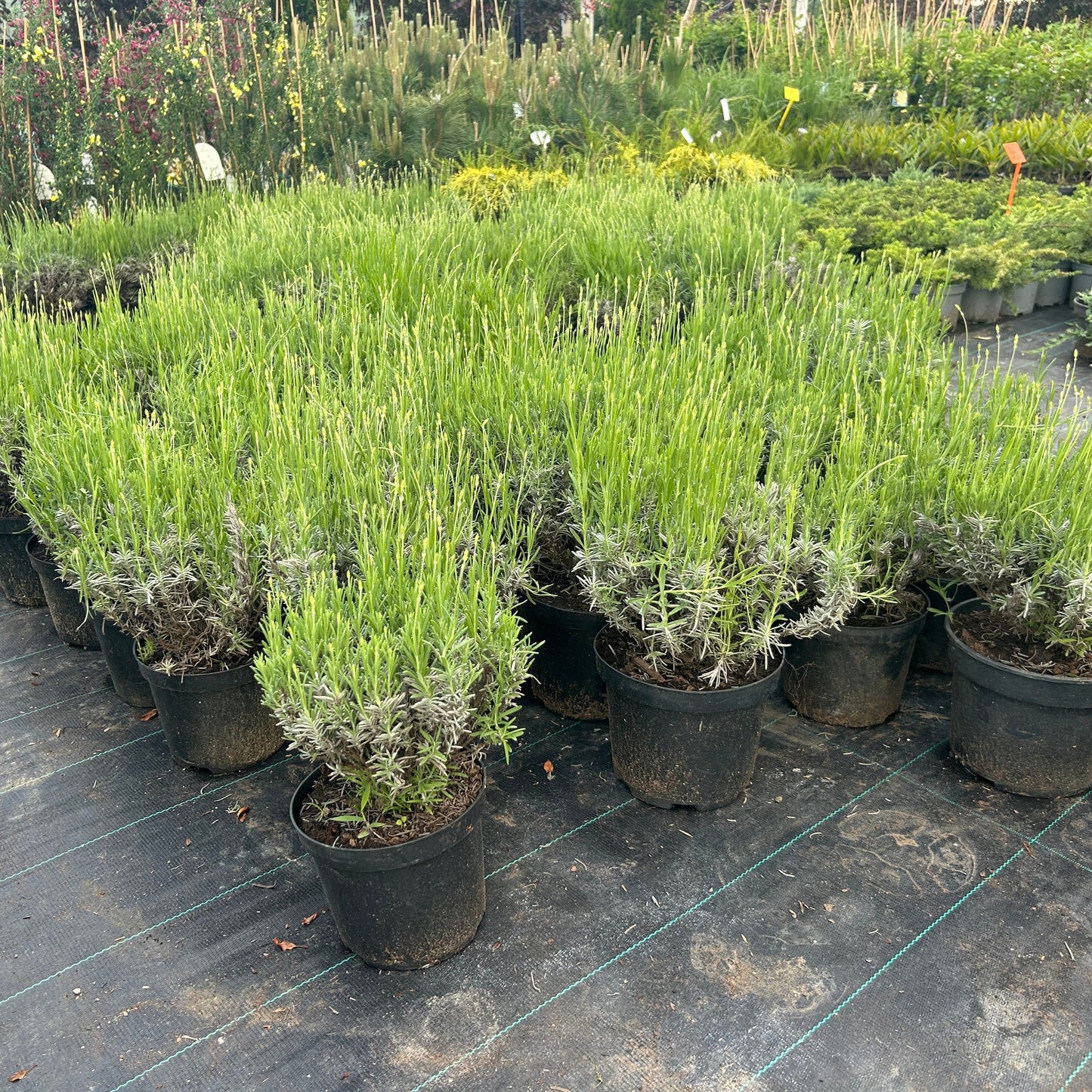 Lavanda in ghiveci 25-35 cm