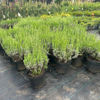 Lavanda in ghiveci 25-35 cm