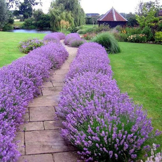 Lavanda in ghiveci 25-35 cm