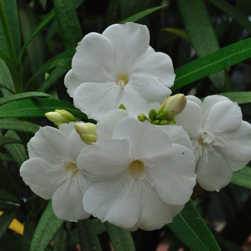 Leandru alb pomisor 170cm ghiveci 7l