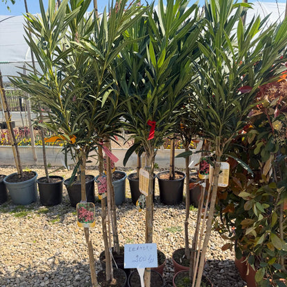 Leandru alb pomisor 170cm ghiveci 7l