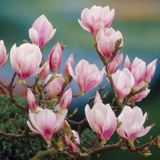 Magnolia Soulangeana 130cm in ghiveci 3L