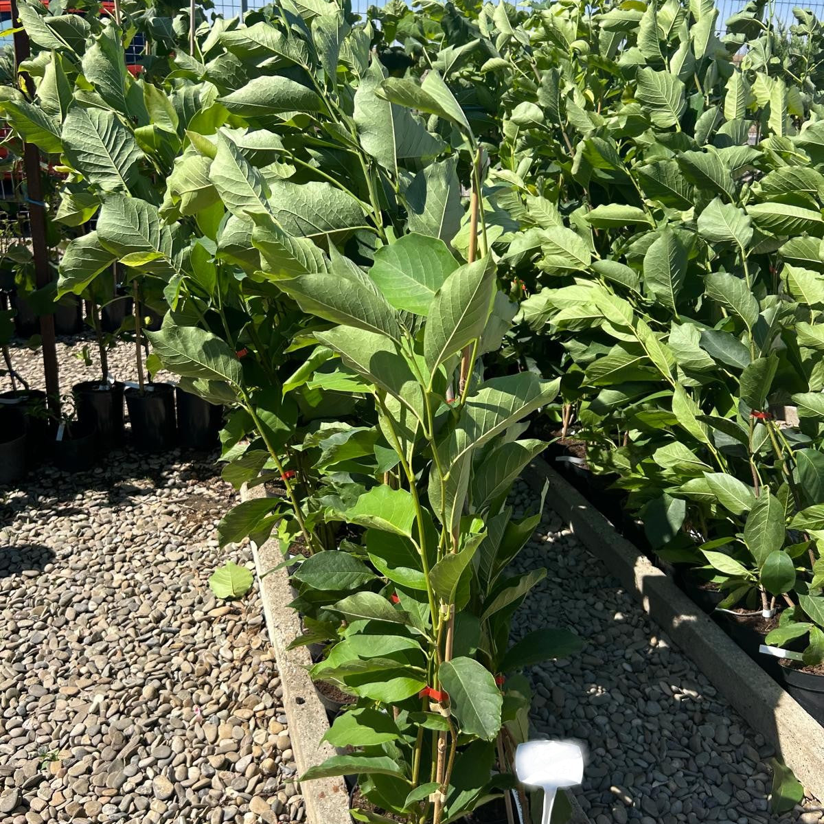 Magnolia Soulangeana 130cm in ghiveci 3L