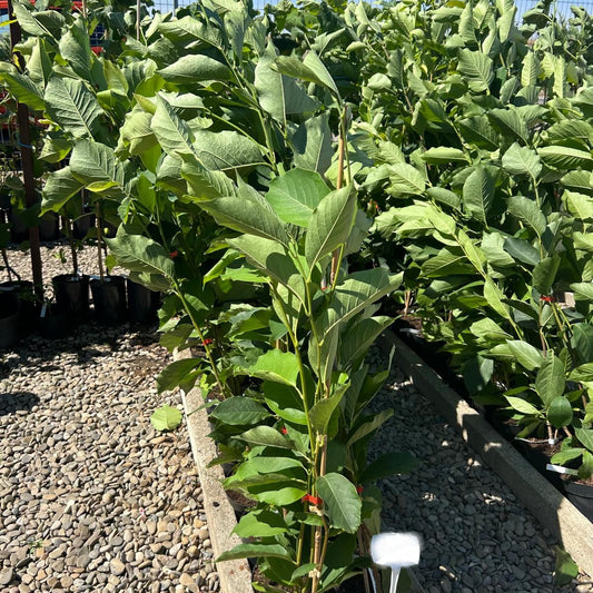 Magnolia Soulangeana 130cm in ghiveci 3L