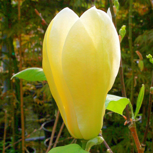 Magnolie Galbena in ghiveci 5L