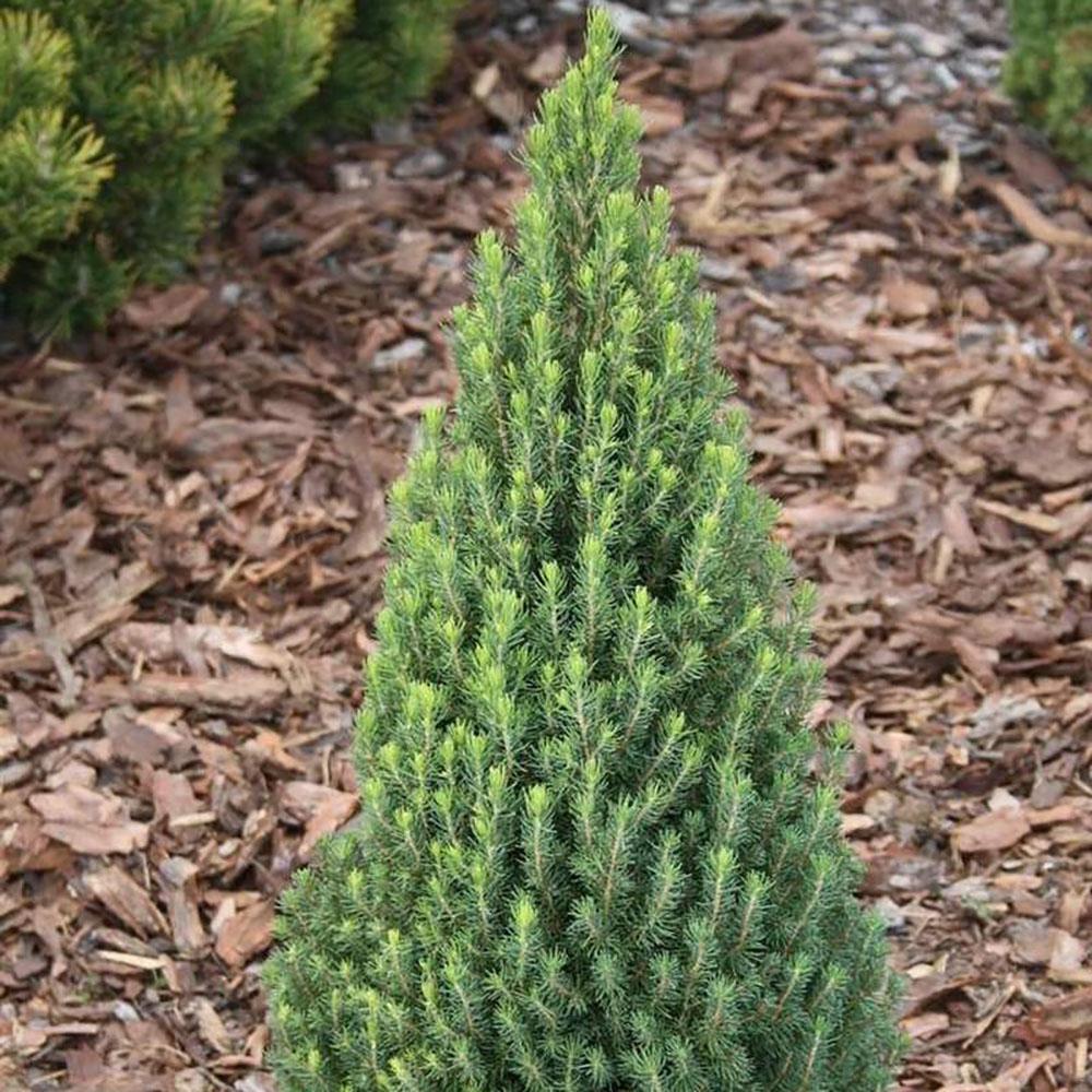 Bradut conic 40-50 cm in ghiveci 5L