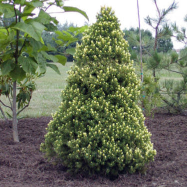 Bradut conic 40-50 cm in ghiveci 5L