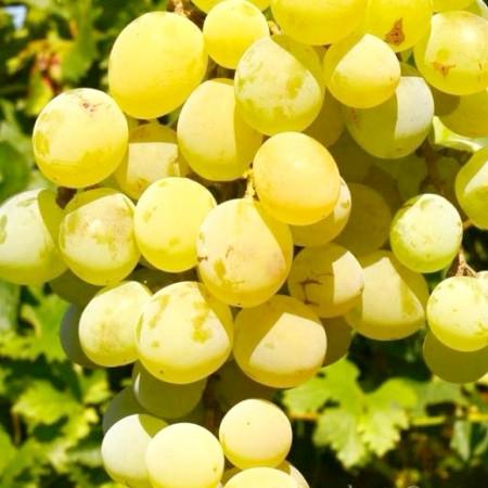 Vita de Vie Regina Viilor anul II pe rod ghiveci 2L