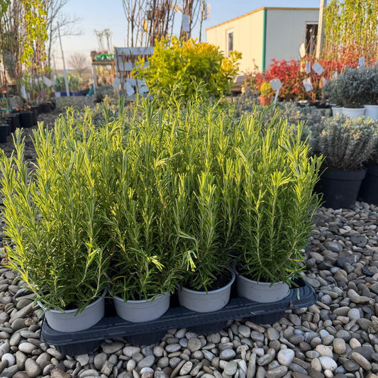 Rozmarin 20-30cm in ghiveci 1,5L