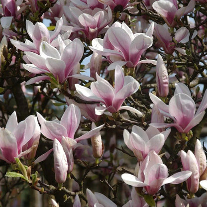 Magnolia Soulangeana 130cm in ghiveci 3L
