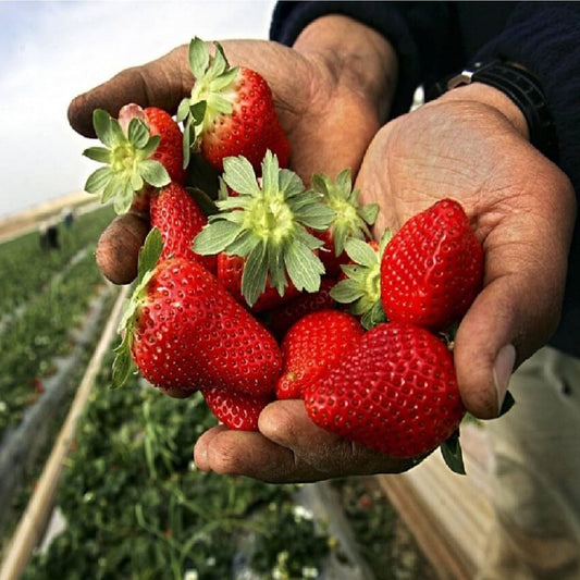 Capsuni Clery in ghiveci P9