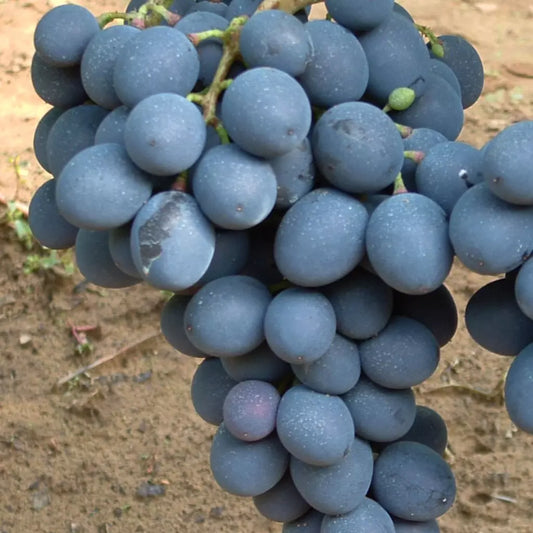 Vita Vie Moldova an III pe rod ghiveci 3l inaltime livrare 1.8m