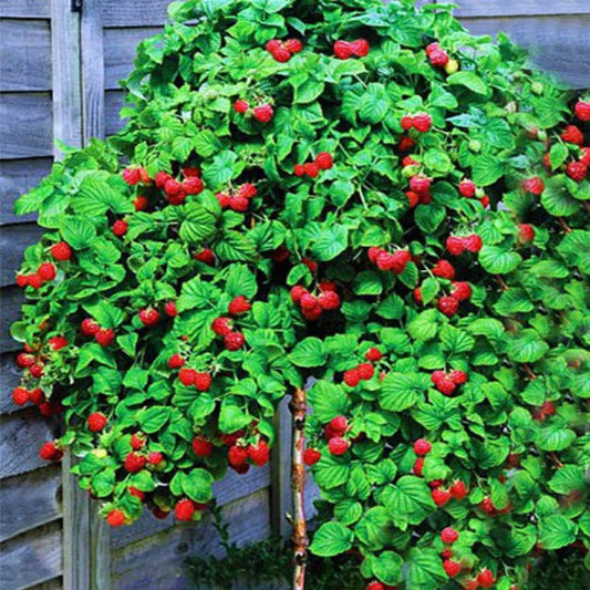 Butas Zmeur Pomisor Remontant Rosu